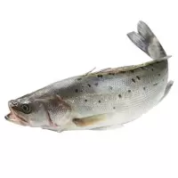 新鲜海鲈鱼(杀好)