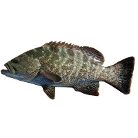 新鲜石斑鱼(杀好)