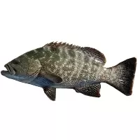新鲜石斑鱼(杀好)