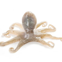 新鲜八爪鱼（杀好）