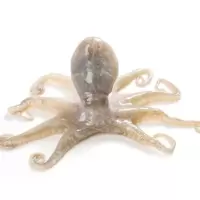 新鲜八爪鱼（杀好）