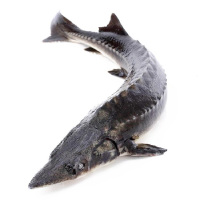 新鲜鲟龙鱼(杀好)