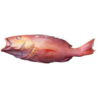 新鲜红鸡鱼(杀好)