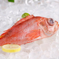 新鲜海红鱼