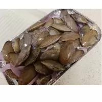 新鲜花甲螺