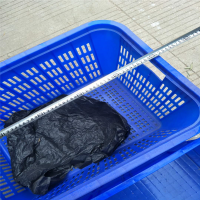 得力蓝色工具箱SN