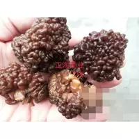[江苏扶贫][财政集采][丰县]正海菌业 猴脑菌 0.5kg 猴脑菌干货猴脑菇 酒店食材核桃菌