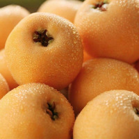 景仰(kg) 虬山湖 四川大凉山德昌五星枇杷