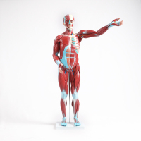 优模 人体肌肉解剖模型