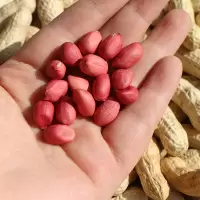 红皮生花生米 40斤/袋