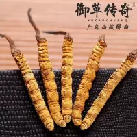 冬虫夏草(那曲头期精选10#)1g