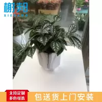 榭邦 冷水花 绿植 办公绿植