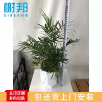 榭邦 绿植 袖珍椰子 办公绿植