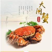 潜澄阳澄湖大闸蟹588型