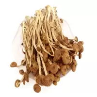 绿帝鹿茸菇100g袋