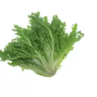 苦菊 25斤/件 (单位:件)