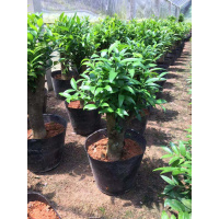 竹柏大树苗平安树长寿竹盆栽RS 竹柏老桩盆景竹柏树观叶植物