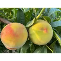 【江苏扶贫】【财政集采】【丰县】自家果园 新鲜 黄桃 10斤装（新鲜水果 采摘后立发）