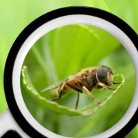 50倍手持放大镜