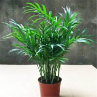 富强园林(FUQIANGYUANLIN) 大号散尾葵(单位:盆)