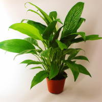 富强园林(FUQIANGYUANLIN) 小号白掌(单位:盆)