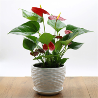 富强园林(FUQIANGYUANLIN) 红掌B款(单位:盆)