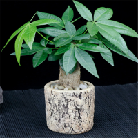 富强园林(FUQIANGYUANLIN) 小号发财树（单位：盆）