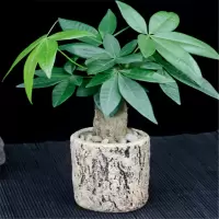 富强园林(FUQIANGYUANLIN) 小号发财树（单位：盆）