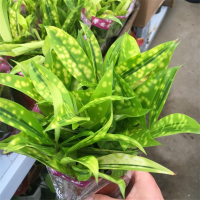 富强园林(FUQIANGYUANLIN) 小号星点木(单位:盆)