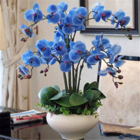 富强园林(FUQIANGYUANLIN) 小号蓝精灵(单位:盆)