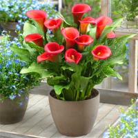 富强园林(FUQIANGYUANLIN) 马蹄莲-紅色/10盆装(单位:盆)