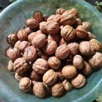 去皮核桃4.5-5斤 1斤15个左右 陕西秦岭新鲜核桃 去青皮发货 送夹子