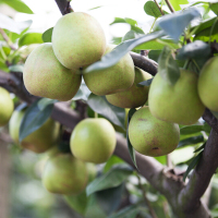 生鲜传奇 翠冠蜜梨 4.5kg每箱