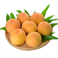 中桃金蜜黄桃4.5-5斤 12个左右 山东蒙阴黄毛桃