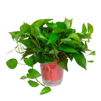 绿萝盆栽水培养吸甲醛大叶植物室内客厅净化空气大盆绿植