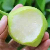 [江苏扶贫][财政集采][涟水]城乡志富 早酥梨 10斤装