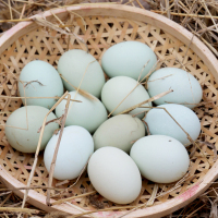 三盾 宁化放山土鸡蛋 30粒装 正宗土鸡蛋原生态散养新鲜