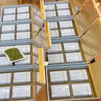 Zs-安吉白茶 礼盒套装 一级白茶 一斤茶