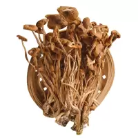 茶树菇干货