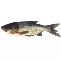 本地活杀花鲢(斤)