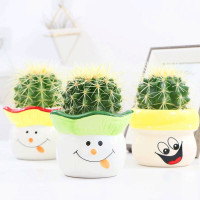 奥一 绿萝+仙人掌绿色植株