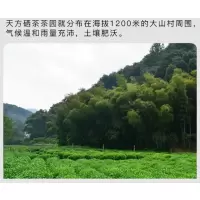 企购优品 精品茶叶( 一级天方富硒绿茶4g/小袋*125小袋 /斤)