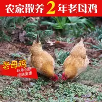 [江苏乡村振兴][财政集采][灌南]灌农农村散养母鸡2年以上(2只起拍)