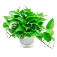 奥一 绿萝+仙人掌绿色植株组合