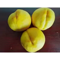 【江苏扶贫】【财政集采】【响水】老施 黄桃10斤装 （限响水县）新