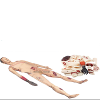 蓝蝶(Blue butterfly) 教学模具 BOU/H111 136*48*25CM