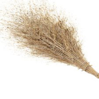 金浩宇 环卫扫把笤帚扫帚 马路竹扫把 无叶扫把