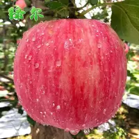 新鲜红富士苹果