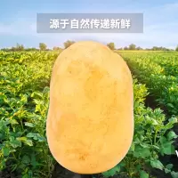 [江苏乡村振兴][财政集采][灌南]灌农 土豆10斤