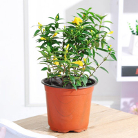 曼杉园(manshanyuan)法国香水 冬季带花苞香水茉莉爬藤植物耐寒花卉40cm高法国香水不含盆 单位:株